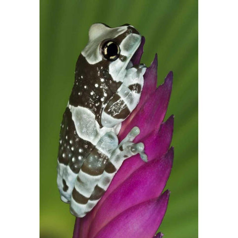 Brazil, Amazon Basin Amazon milk frog Black Modern Wood Framed Art Print by Flaherty, Dennis