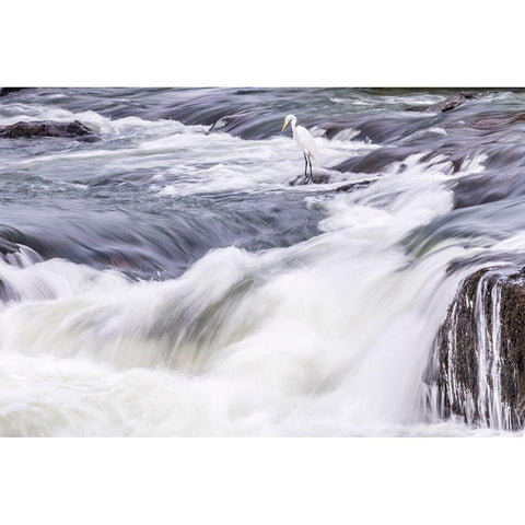 Brazil-Iguazu Falls Landscape of waterfalls  Black Modern Wood Framed Art Print by Jaynes Gallery