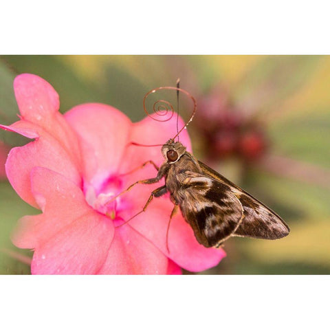 Brazil-Iguazu Falls National Park Skipper butterfly feeding on flower  Black Modern Wood Framed Art Print by Jaynes Gallery