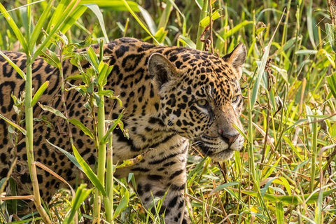 Brazil-Pantanal Close-up of jaguar  Black Ornate Wood Framed Art Print with Double Matting by Jaynes Gallery