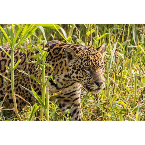 Brazil-Pantanal Close-up of jaguar  Black Modern Wood Framed Art Print by Jaynes Gallery