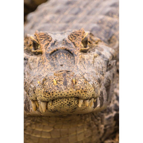 Brazil-Pantanal Jacare caiman reptile in water  Black Modern Wood Framed Art Print by Jaynes Gallery