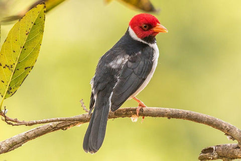 Brazil-Pantanal Yellow-billed cardinal on limb  White Modern Wood Framed Art Print with Double Matting by Jaynes Gallery
