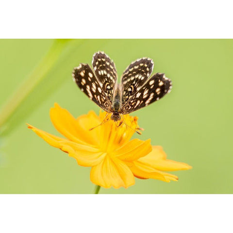 Brazil-Pantanal Butterfly on flower  White Modern Wood Framed Art Print by Jaynes Gallery