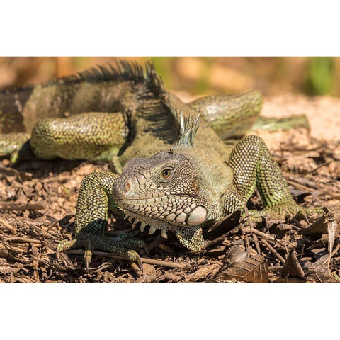 Brazil-Pantanal Green iguana  Gold Ornate Wood Framed Art Print with Double Matting by Jaynes Gallery