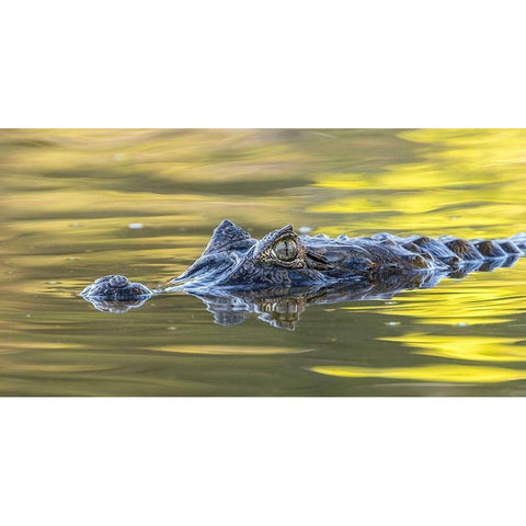 Brazil-Pantanal Jacare caiman reptile in water  White Modern Wood Framed Art Print by Jaynes Gallery