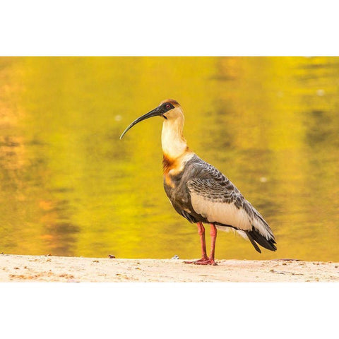 Brazil-Pantanal Buff-necked ibis on beach  White Modern Wood Framed Art Print by Jaynes Gallery