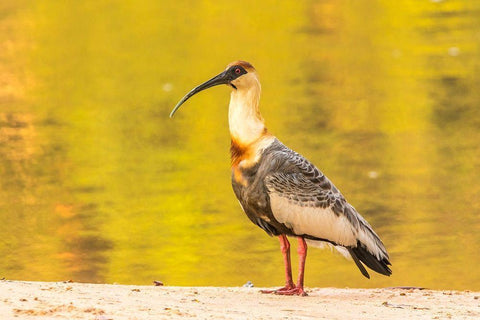 Brazil-Pantanal Buff-necked ibis on beach  White Modern Wood Framed Art Print with Double Matting by Jaynes Gallery