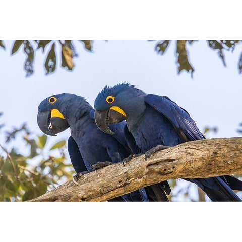 Brazil-Pantanal Hyacinth macaw pair in tree  Gold Ornate Wood Framed Art Print with Double Matting by Jaynes Gallery