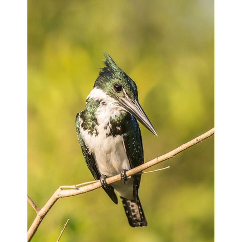 Brazil-Pantanal Amazon kingfisher bird on limb  Black Modern Wood Framed Art Print by Jaynes Gallery