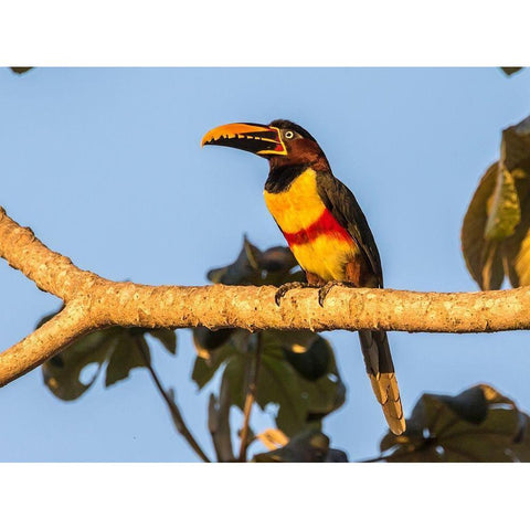 Brazil-Pantanal Chestnut-eared aracari bird  Black Modern Wood Framed Art Print by Jaynes Gallery