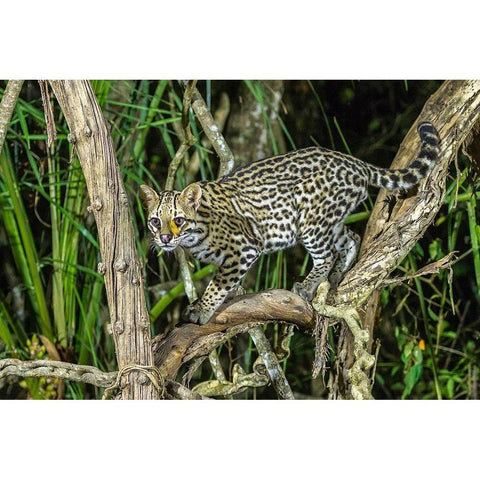 Brazil-Pantanal Ocelot on tree branch  Black Modern Wood Framed Art Print with Double Matting by Jaynes Gallery