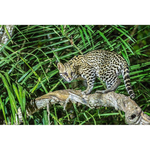 Brazil-Pantanal Ocelot on tree branch  Gold Ornate Wood Framed Art Print with Double Matting by Jaynes Gallery