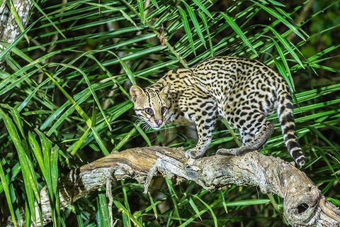 Brazil-Pantanal Ocelot on tree branch  White Modern Wood Framed Art Print with Double Matting by Jaynes Gallery