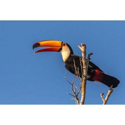 Brazil-Pantanal Toco toucan bird close-up  Black Modern Wood Framed Art Print by Jaynes Gallery