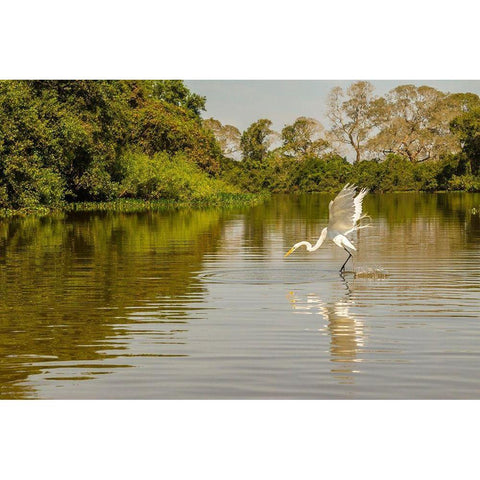 Brazil-Pantanal Great egret fishing  Black Modern Wood Framed Art Print with Double Matting by Jaynes Gallery