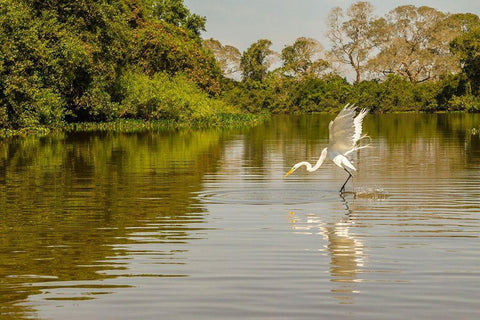 Brazil-Pantanal Great egret fishing  White Modern Wood Framed Art Print with Double Matting by Jaynes Gallery