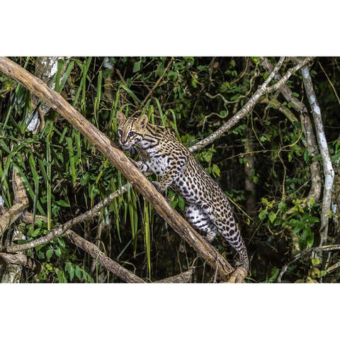 Brazil-Pantanal Ocelot on tree branch  Black Modern Wood Framed Art Print by Jaynes Gallery