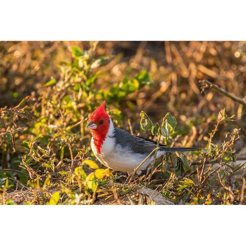 Brazil-Pantanal Red-crested cardinal  Black Modern Wood Framed Art Print with Double Matting by Jaynes Gallery