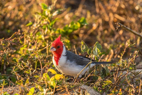 Brazil-Pantanal Red-crested cardinal  White Modern Wood Framed Art Print with Double Matting by Jaynes Gallery