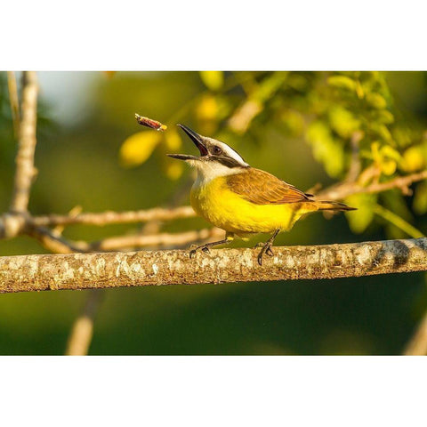 Brazil-Pantanal Kiskadee feeding  Black Modern Wood Framed Art Print by Jaynes Gallery
