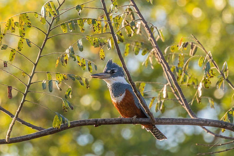 Brazil-Pantanal Close-up of ringed kingfisher  Black Ornate Wood Framed Art Print with Double Matting by Jaynes Gallery