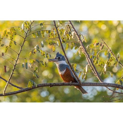 Brazil-Pantanal Close-up of ringed kingfisher  Black Modern Wood Framed Art Print by Jaynes Gallery