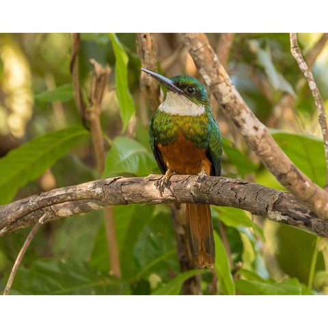 Brazil-Pantanal Rufous-tailed jacamar bird on limb  Black Modern Wood Framed Art Print with Double Matting by Jaynes Gallery