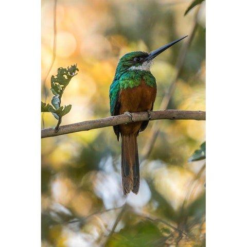 Brazil-Pantanal Rufous-tailed jacamar bird on limb  Black Modern Wood Framed Art Print by Jaynes Gallery