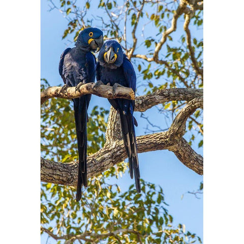 Brazil-Pantanal Hyacinth macaw pair in tree  Black Modern Wood Framed Art Print with Double Matting by Jaynes Gallery