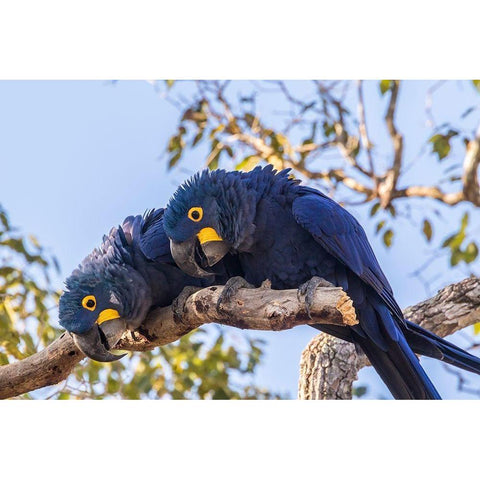 Brazil-Pantanal Hyacinth macaw pair in tree  Gold Ornate Wood Framed Art Print with Double Matting by Jaynes Gallery