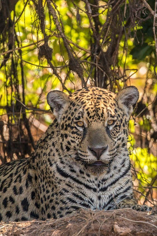Brazil-Pantanal Close-up of jaguar  White Modern Wood Framed Art Print with Double Matting by Jaynes Gallery
