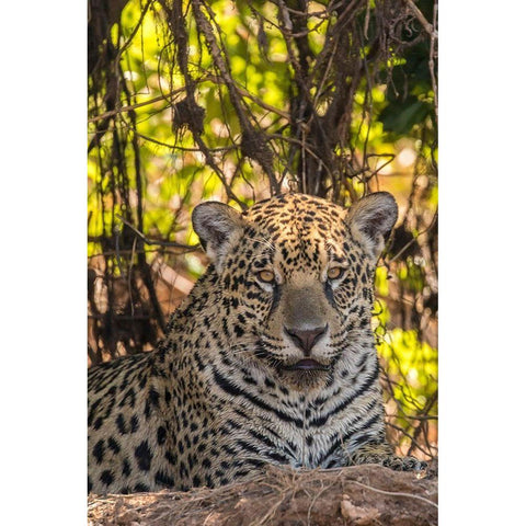 Brazil-Pantanal Close-up of jaguar  Black Modern Wood Framed Art Print by Jaynes Gallery