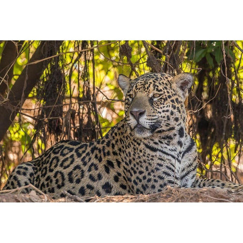 Brazil-Pantanal Close-up of jaguar  White Modern Wood Framed Art Print by Jaynes Gallery