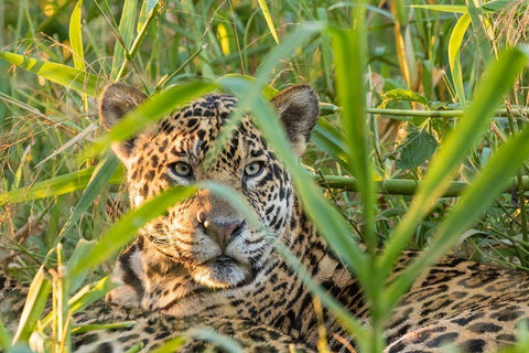 Brazil-Pantanal Close-up of jaguar  White Modern Wood Framed Art Print with Double Matting by Jaynes Gallery