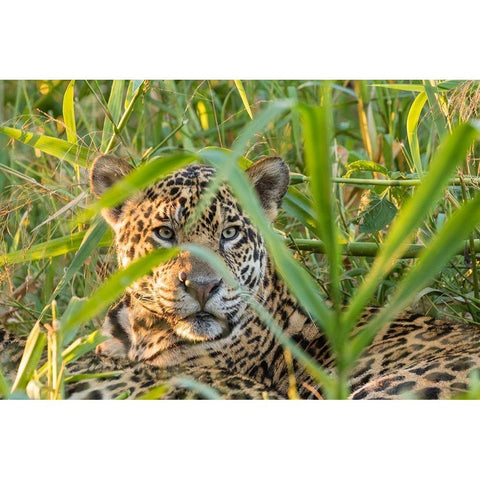 Brazil-Pantanal Close-up of jaguar  Black Modern Wood Framed Art Print by Jaynes Gallery