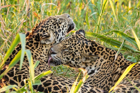 Brazil-Pantanal Close-up of jaguars grooming  White Modern Wood Framed Art Print with Double Matting by Jaynes Gallery