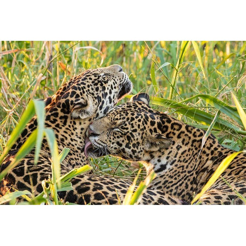 Brazil-Pantanal Close-up of jaguars grooming  Black Modern Wood Framed Art Print by Jaynes Gallery