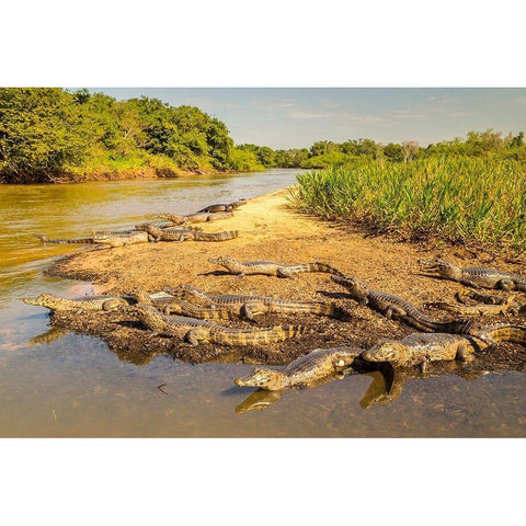 Brazil-Pantanal Group of jacare caiman reptiles and river  White Modern Wood Framed Art Print by Jaynes Gallery