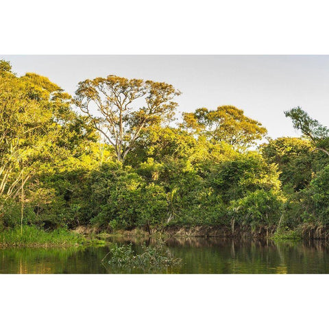 Brazil-Pantanal Cuiaba River landscape  Gold Ornate Wood Framed Art Print with Double Matting by Jaynes Gallery