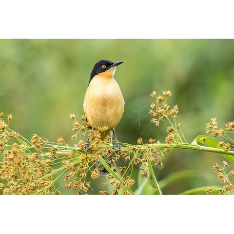 Brazil-Pantanal Black-capped donacobius bird close-up  Black Modern Wood Framed Art Print by Jaynes Gallery