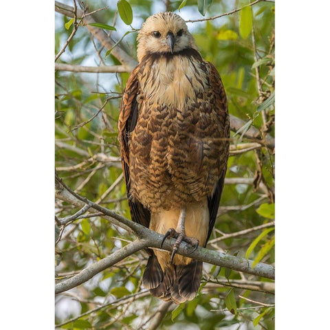 Brazil-Pantanal Black-collared hawk in tree  Black Modern Wood Framed Art Print by Jaynes Gallery