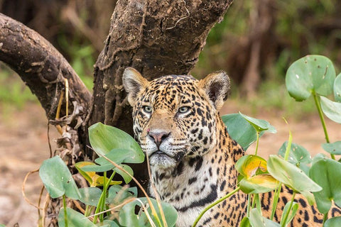 Brazil-Pantanal Close-up of jaguar  White Modern Wood Framed Art Print with Double Matting by Jaynes Gallery