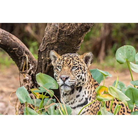 Brazil-Pantanal Close-up of jaguar  Black Modern Wood Framed Art Print by Jaynes Gallery