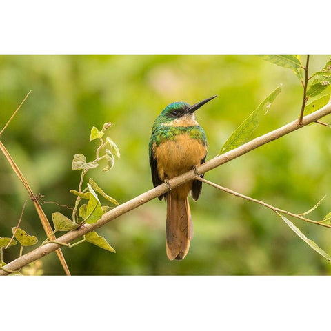 Brazil-Pantanal Rufous-tailed jacamar bird close-up  Black Modern Wood Framed Art Print by Jaynes Gallery