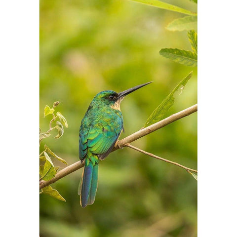 Brazil-Pantanal Rufous-tailed jacamar bird on limb  Black Modern Wood Framed Art Print by Jaynes Gallery