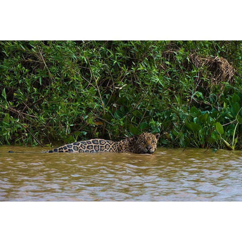 A jaguar-Panthera onca-in the river Black Modern Wood Framed Art Print by Pitamitz, Sergio