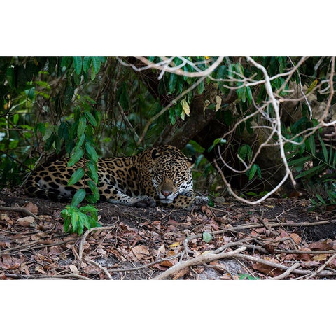 Jaguar-Pantanal-Mato Grosso-Brazil White Modern Wood Framed Art Print by Pitamitz, Sergio
