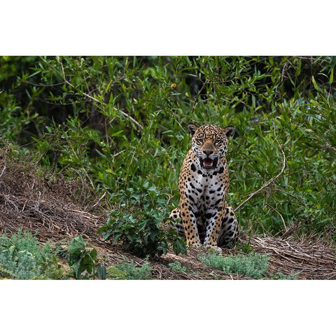 A jaguar-Panthera onca-standing Black Modern Wood Framed Art Print with Double Matting by Pitamitz, Sergio