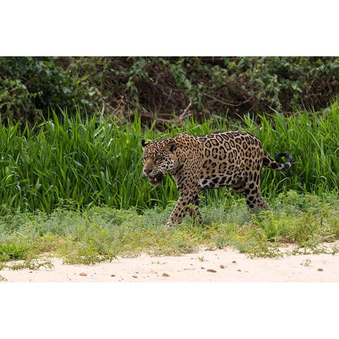 Jaguar-Pantanal-Mato Grosso-Brazil White Modern Wood Framed Art Print by Pitamitz, Sergio